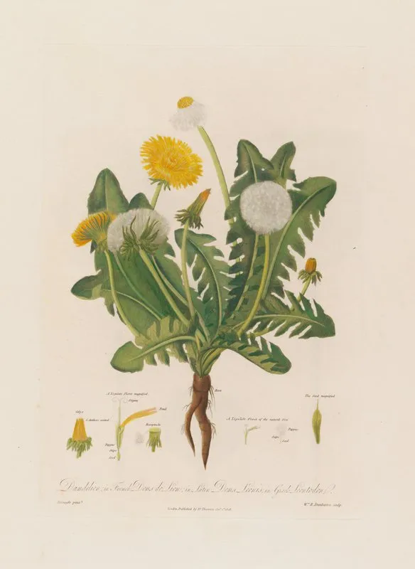 Dandelion In French Dens De Lion In Latin Dens Leonis In Greek Leontoden Wall Art by Robert John Thornton - High-Resolution Digital Print