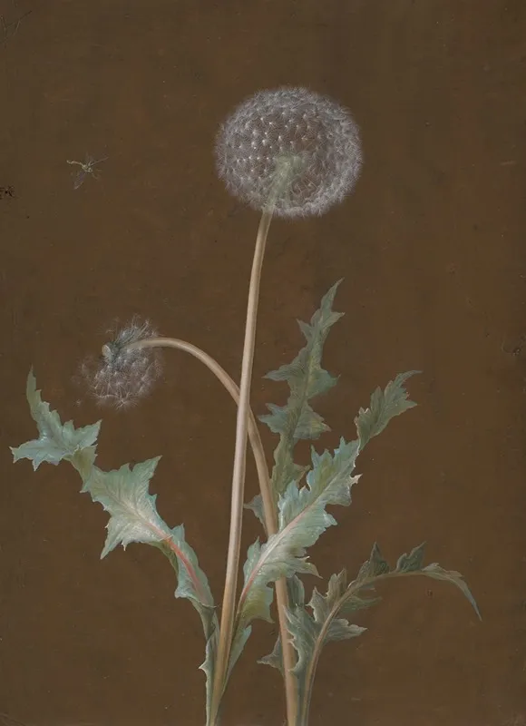 Dandelion Wall Art by Barbara Regina Dietzsch - High-Resolution Digital Print