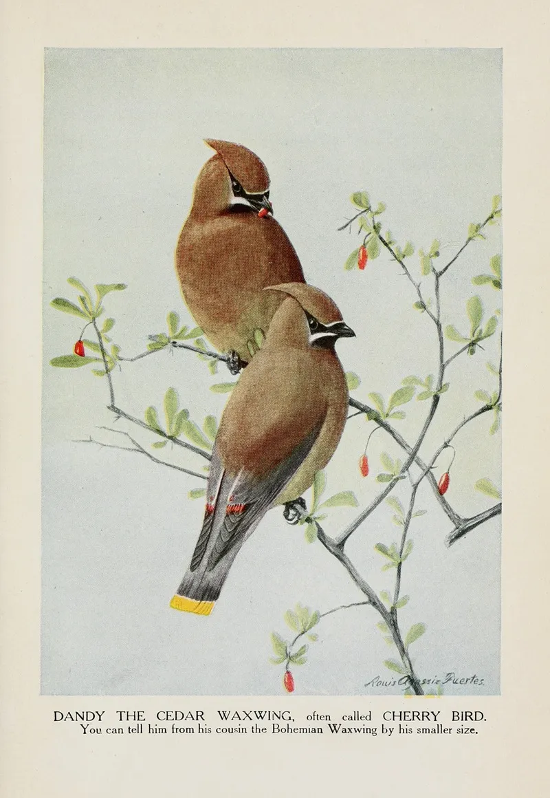 Dandy The Cedar Waxwing Cherry Bird Wall Art by Louis Agassiz Fuertes - High-Resolution Digital Print