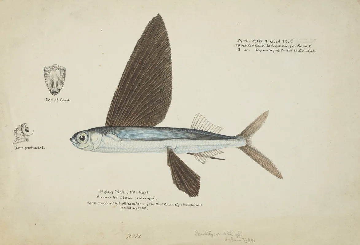 Danichthys Cribrosus Nz Flyfish Fish
