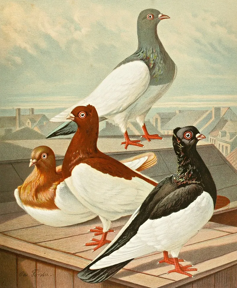 Danisch Elster Wall Art by Gustav Prütz - High-Resolution Digital Print
