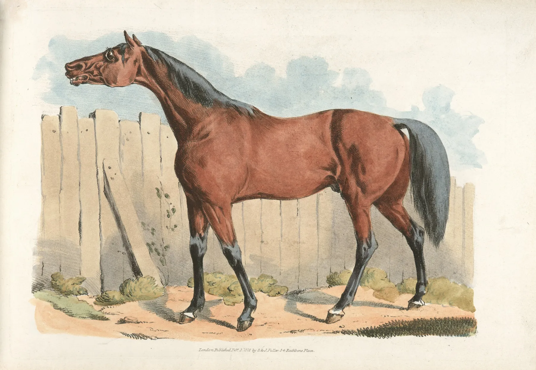 Dark Brown Horse