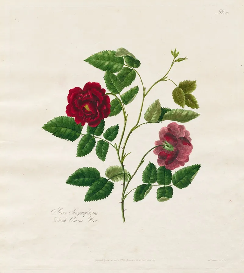 Dark China Rose Wall Art by Mary Lawrence - High-Resolution Digital Print