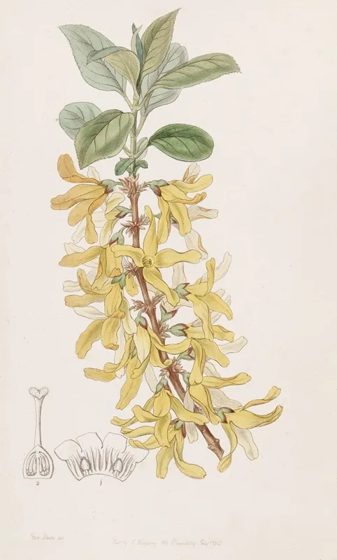 Dark Green Forsythia Wall Art by Sydenham Edwards - High-Resolution Digital Print