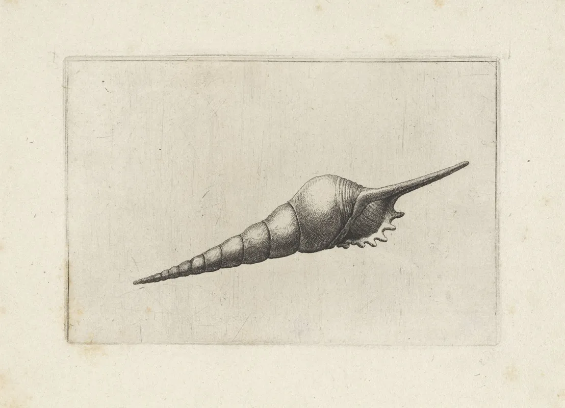 Dark Mouthed Tibia Tibia Fusus Melanocheilus