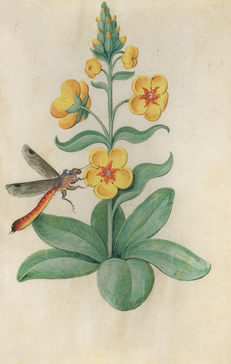 Dark Mullein Verbascum Nigrum With A Dragonfly Wall Art by Master of Claude de France - High-Resolution Digital Print