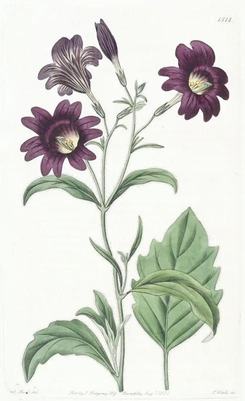 Dark Purple Salpiglossis Wall Art by Sydenham Edwards - High-Resolution Digital Print