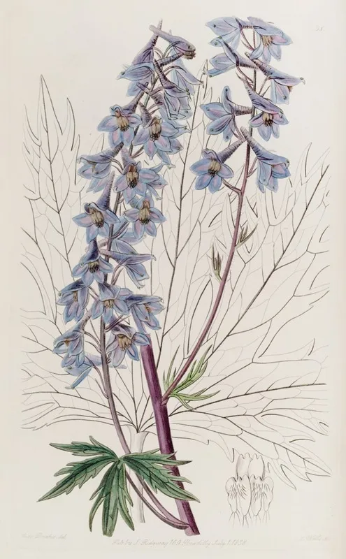 Dark Purple Variable Larkspur Wall Art by Sydenham Edwards - High-Resolution Digital Print