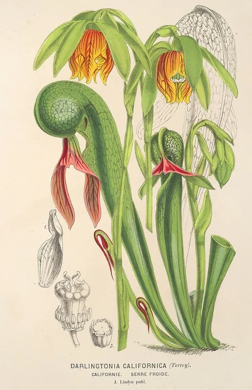Darlingtonia Californica Wall Art by Charles Antoine Lemaire - High-Resolution Digital Print