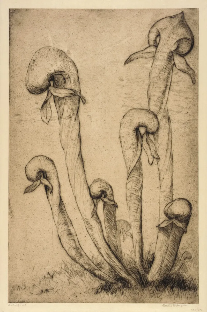 Darlingtonia