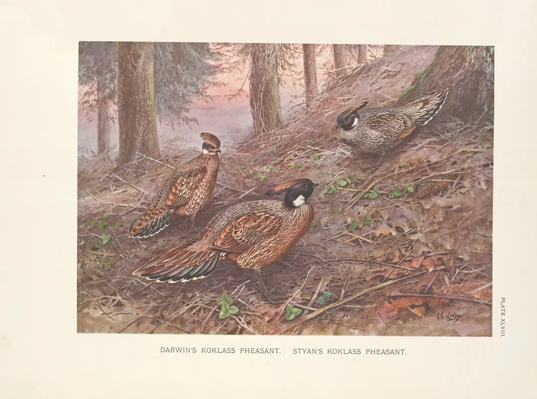 Darwins Koklass Pheasants Styans Koklass Pheasants Wall Art by George Edward Lodge - High-Resolution Digital Print