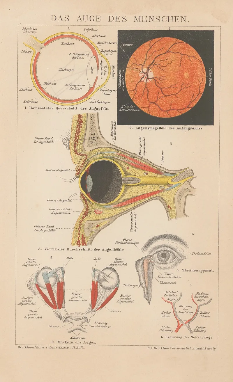 Das Auge Des Menschen Wall Art by F.A. Brockhaus - High-Resolution Digital Print