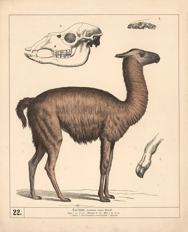 Das Lama 2