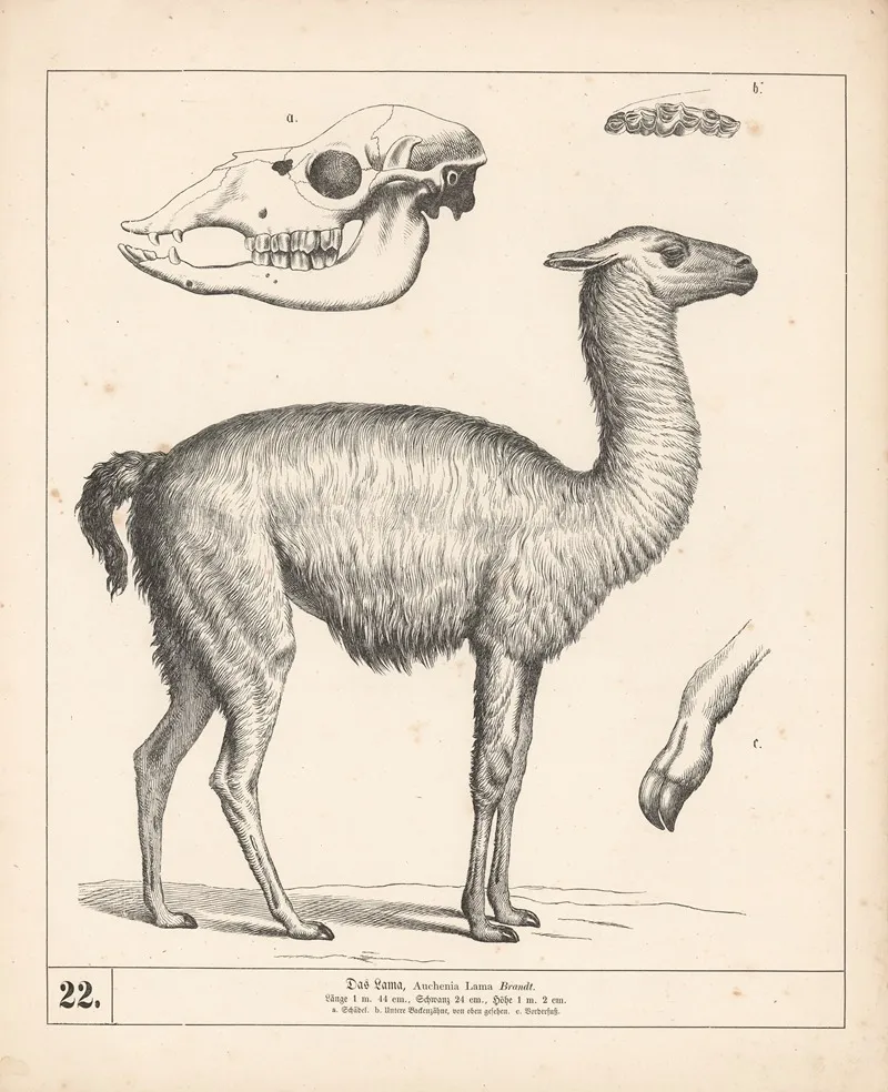 Das Lama