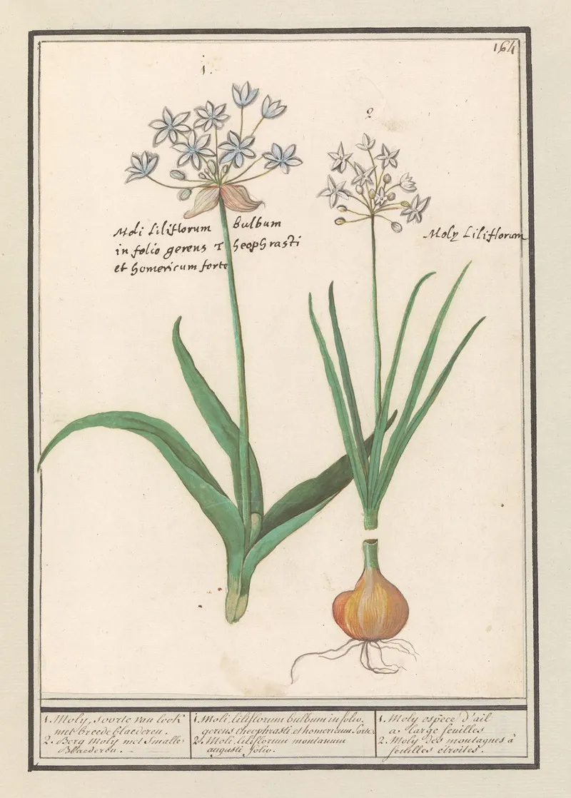 Daslook Allium Ursinum Wall Art by Anselmus Boëtius de Boodt - High-Resolution Digital Print