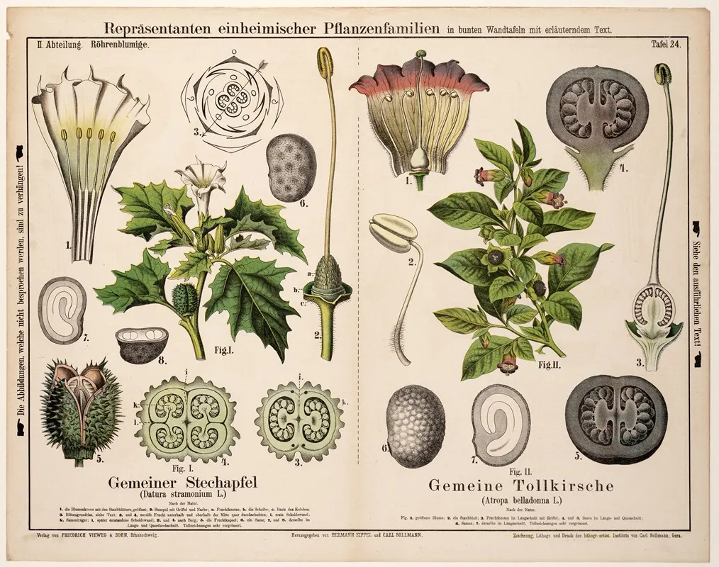 Datura Stramonium Atropa Belladonna Doornappel Wolfskers Wall Art by Hermann Zippel - High-Resolution Digital Print