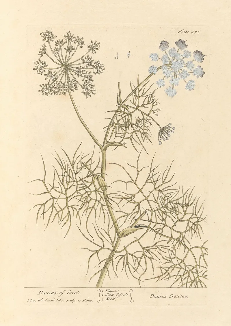 Daucus Of Creet Wall Art by Elizabeth Blackwell - High-Resolution Digital Print