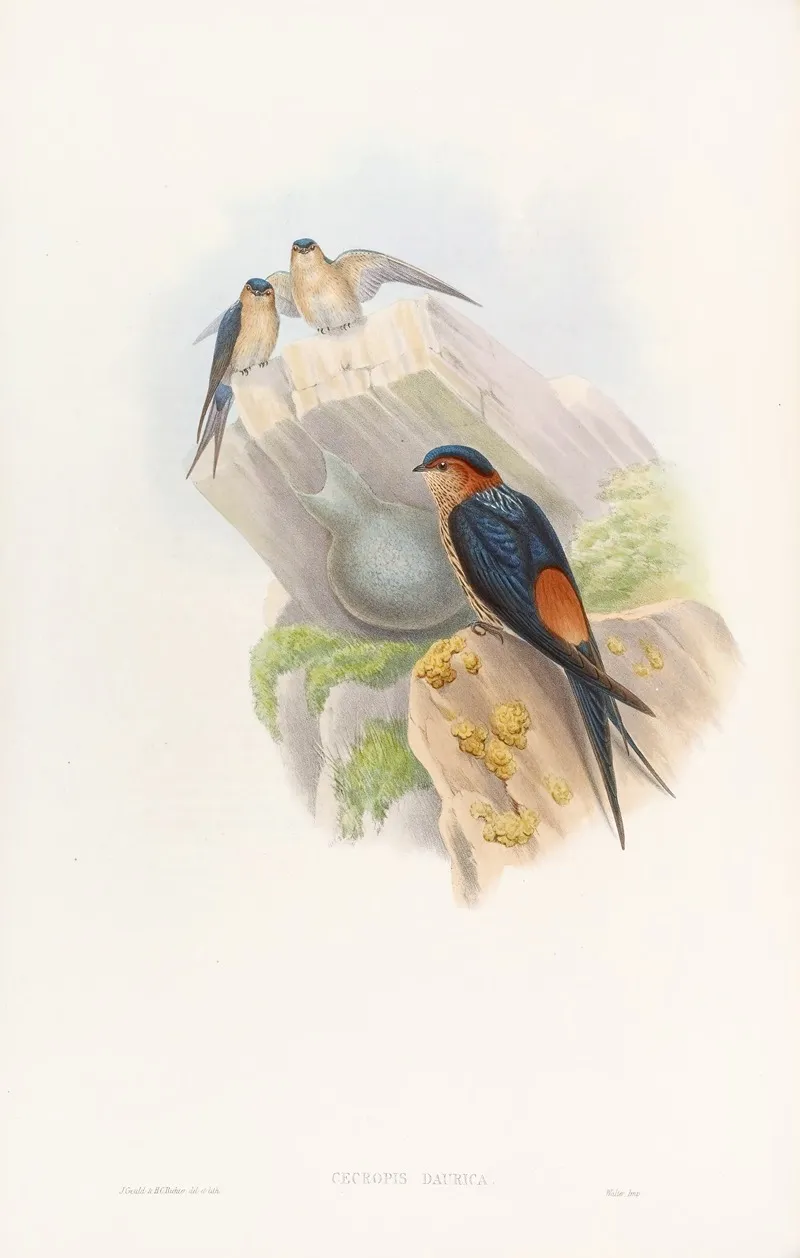 Daurian Mosque Swallow Wall Art by John Gould - High-Resolution Digital Print