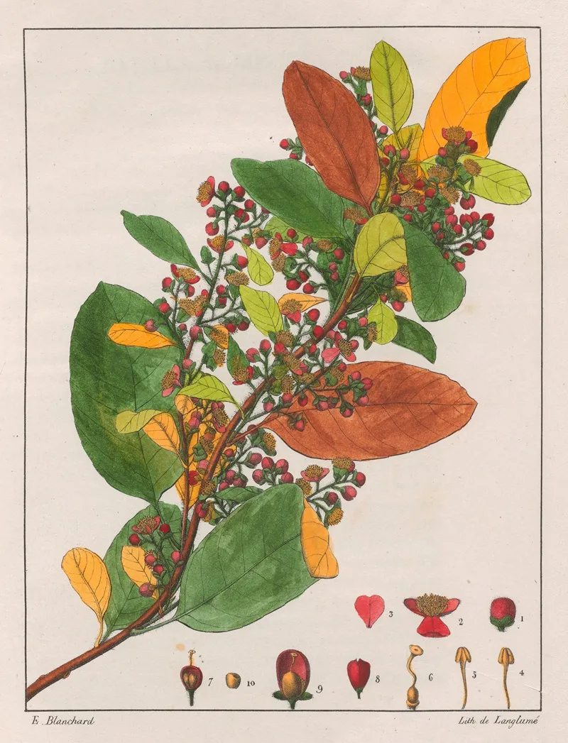 Davilla Rugosa Wall Art by Auguste de Saint-Hilaire - High-Resolution Digital Print