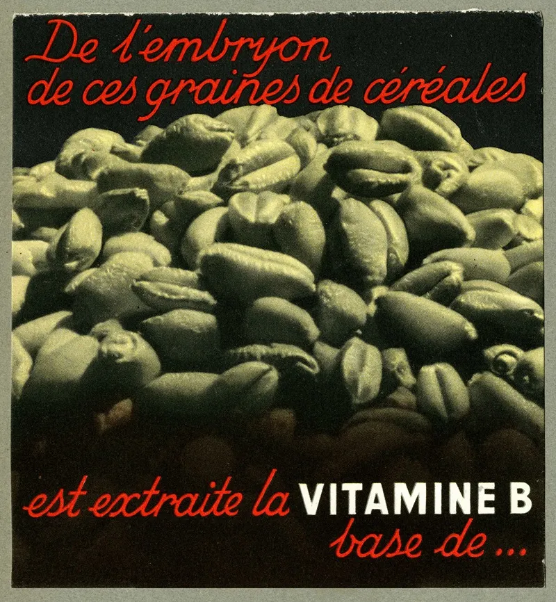 De Lembryon De Ces Graines De Cereales