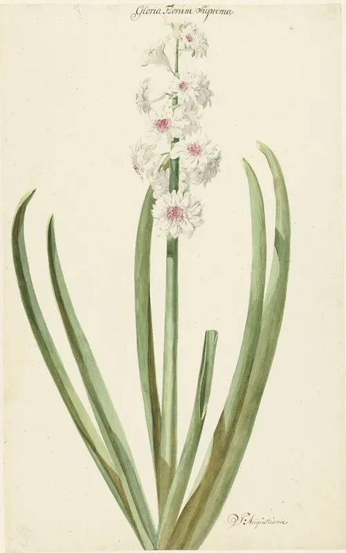 De Rozewitte Hyacint Gloria Florum Suprema Wall Art by Jan Augustini - High-Resolution Digital Print