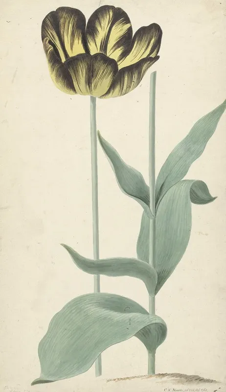 De Tulp Bizard Catafalque Wall Art by Cornelis van Noorde - High-Resolution Digital Print