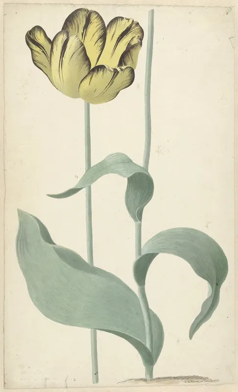 De Tulp Bizard Louis Deffroy Wall Art by Cornelis van Noorde - High-Resolution Digital Print