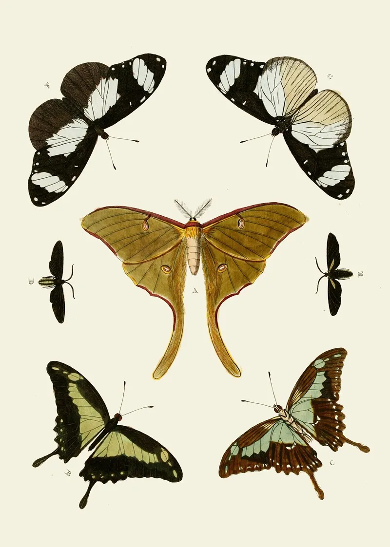 De Uitlandsche Kapellen Voorkomende In De Drie Waereld Deelen Asia Africa En America Pl02 Wall Art by Pieter Cramer - High-Resolution Digital Print