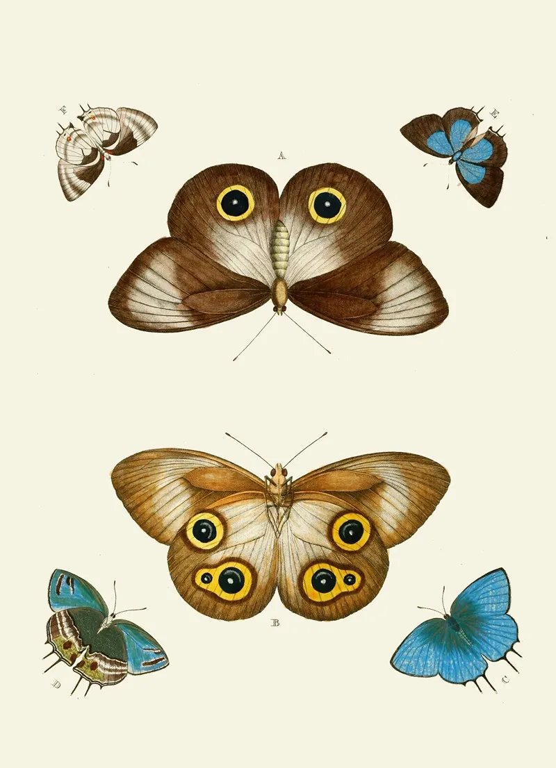 De Uitlandsche Kapellen Voorkomende In De Drie Waereld Deelen Asia Africa En America Pl06 Wall Art by Pieter Cramer - High-Resolution Digital Print