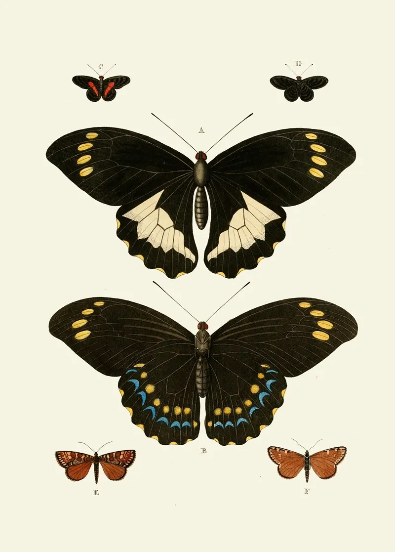 De Uitlandsche Kapellen Voorkomende In De Drie Waereld Deelen Asia Africa En America Pl07 Wall Art by Pieter Cramer - High-Resolution Digital Print