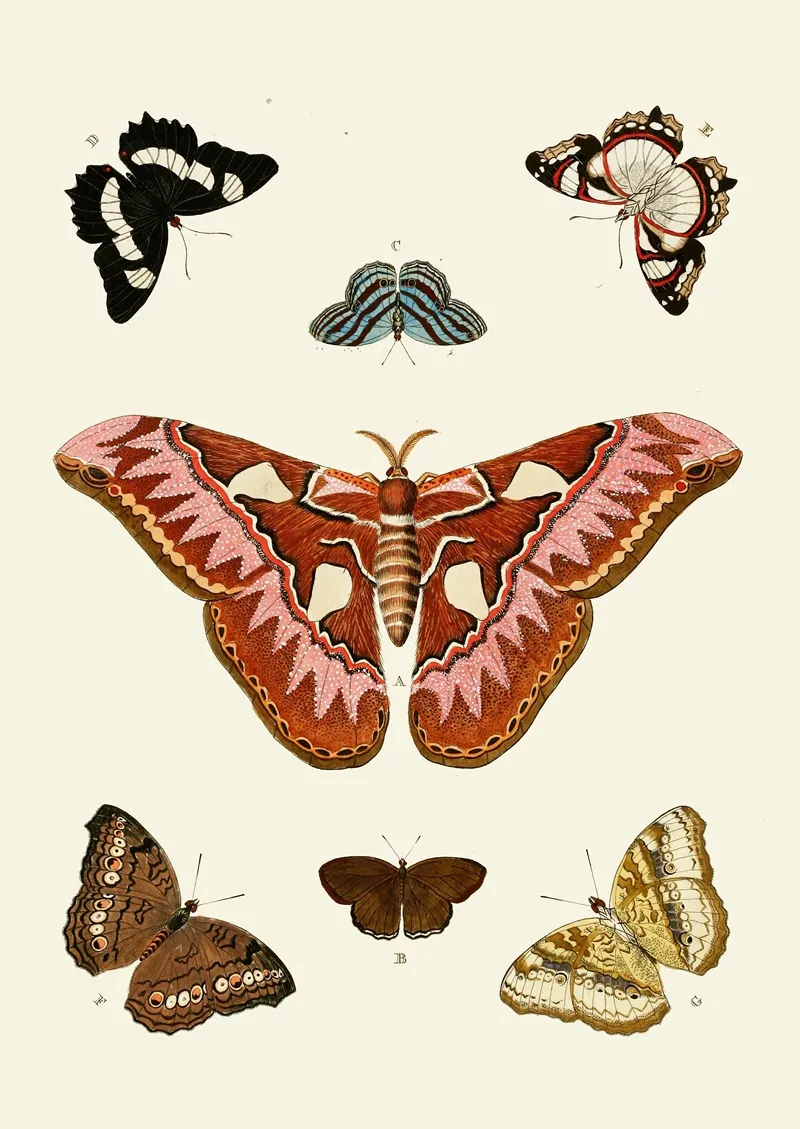 De Uitlandsche Kapellen Voorkomende In De Drie Waereld Deelen Asia Africa En America Pl08 Wall Art by Pieter Cramer - High-Resolution Digital Print