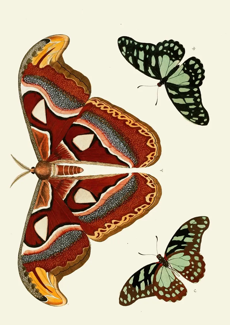 De Uitlandsche Kapellen Voorkomende In De Drie Waereld Deelen Asia Africa En America Pl09 Wall Art by Pieter Cramer - High-Resolution Digital Print