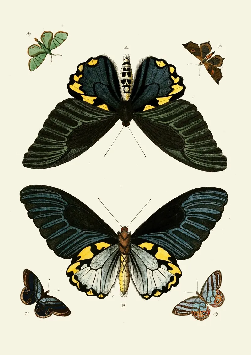 De Uitlandsche Kapellen Voorkomende In De Drie Waereld Deelen Asia Africa En America Pl10 Wall Art by Pieter Cramer - High-Resolution Digital Print