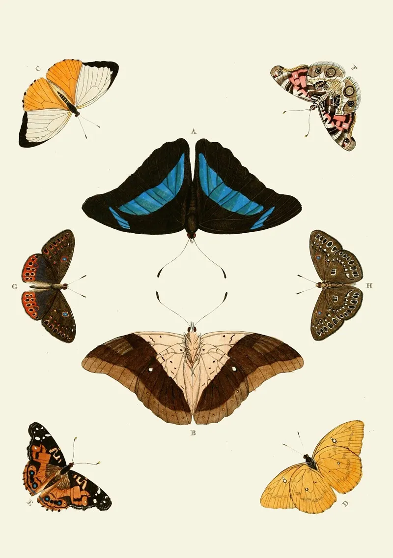 De Uitlandsche Kapellen Voorkomende In De Drie Waereld Deelen Asia Africa En America Pl12 Wall Art by Pieter Cramer - High-Resolution Digital Print