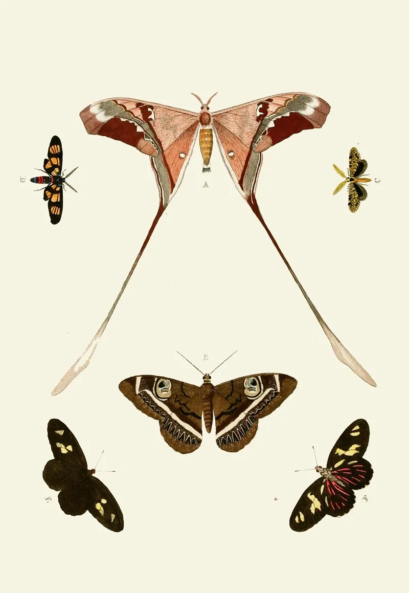 De Uitlandsche Kapellen Voorkomende In De Drie Waereld Deelen Asia Africa En America Pl13 Wall Art by Pieter Cramer - High-Resolution Digital Print