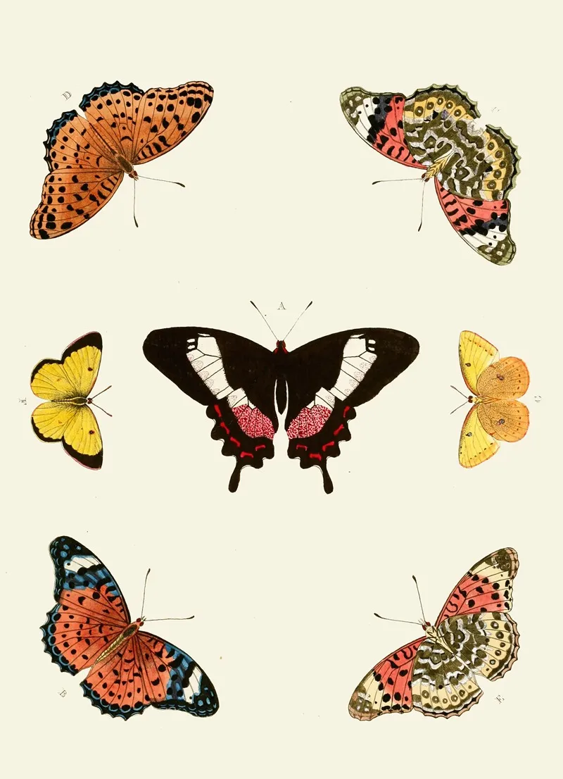De Uitlandsche Kapellen Voorkomende In De Drie Waereld Deelen Asia Africa En America Pl14 Wall Art by Pieter Cramer - High-Resolution Digital Print