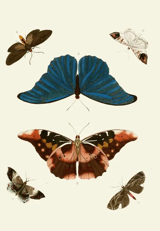 De Uitlandsche Kapellen Voorkomende In De Drie Waereld Deelen Asia Africa En America Pl15 Wall Art by Pieter Cramer - High-Resolution Digital Print