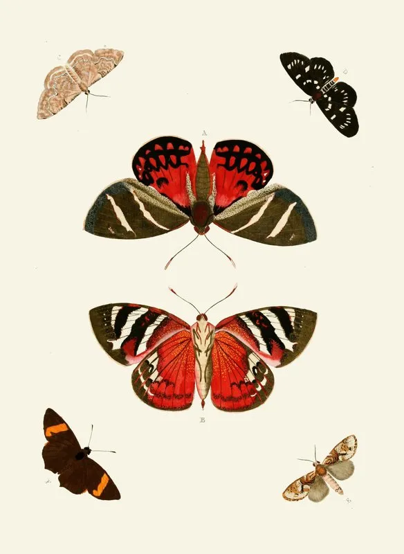 De Uitlandsche Kapellen Voorkomende In De Drie Waereld Deelen Asia Africa En America Pl18 Wall Art by Pieter Cramer - High-Resolution Digital Print