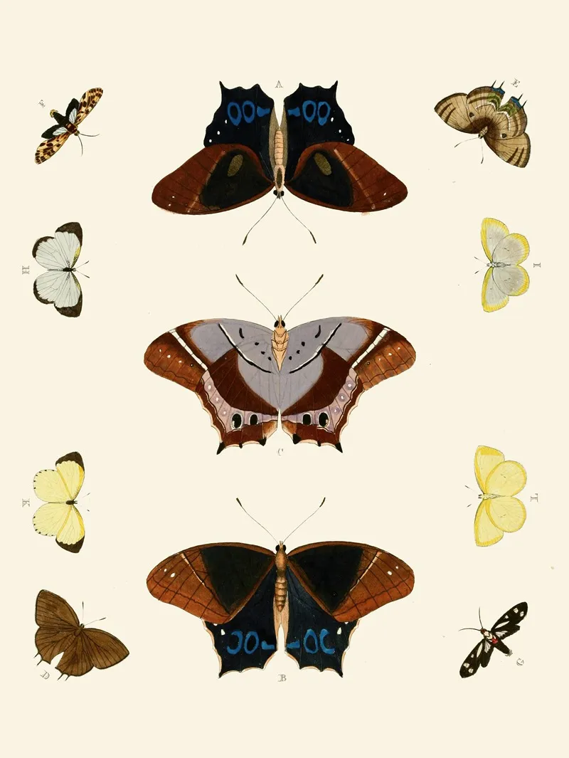 De Uitlandsche Kapellen Voorkomende In De Drie Waereld Deelen Asia Africa En America Pl20 Wall Art by Pieter Cramer - High-Resolution Digital Print