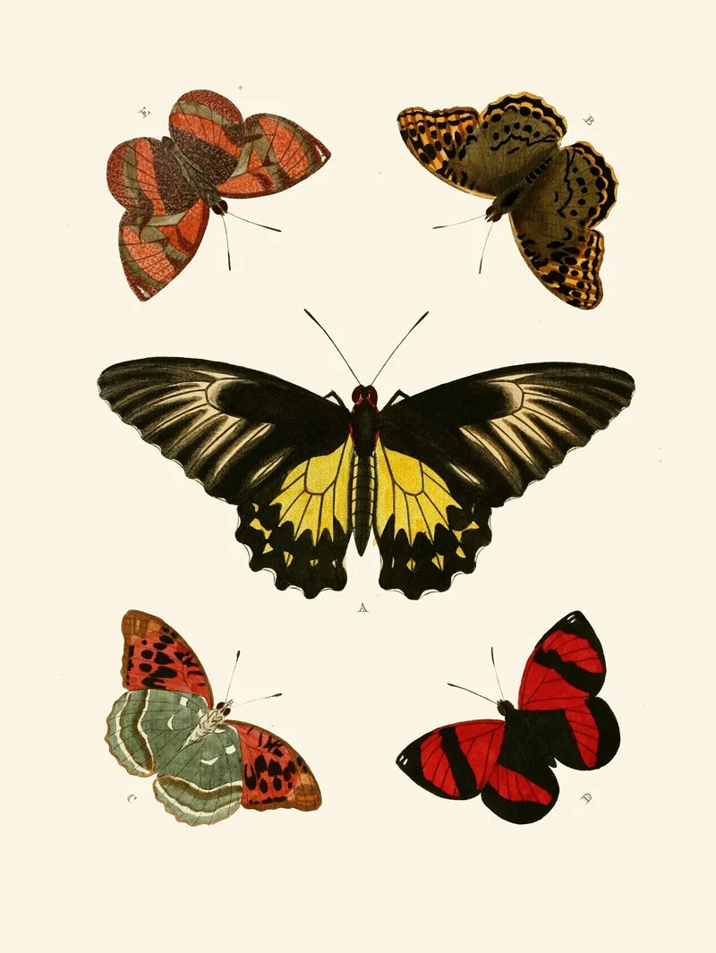 De Uitlandsche Kapellen Voorkomende In De Drie Waereld Deelen Asia Africa En America Pl25 Wall Art by Pieter Cramer - High-Resolution Digital Print