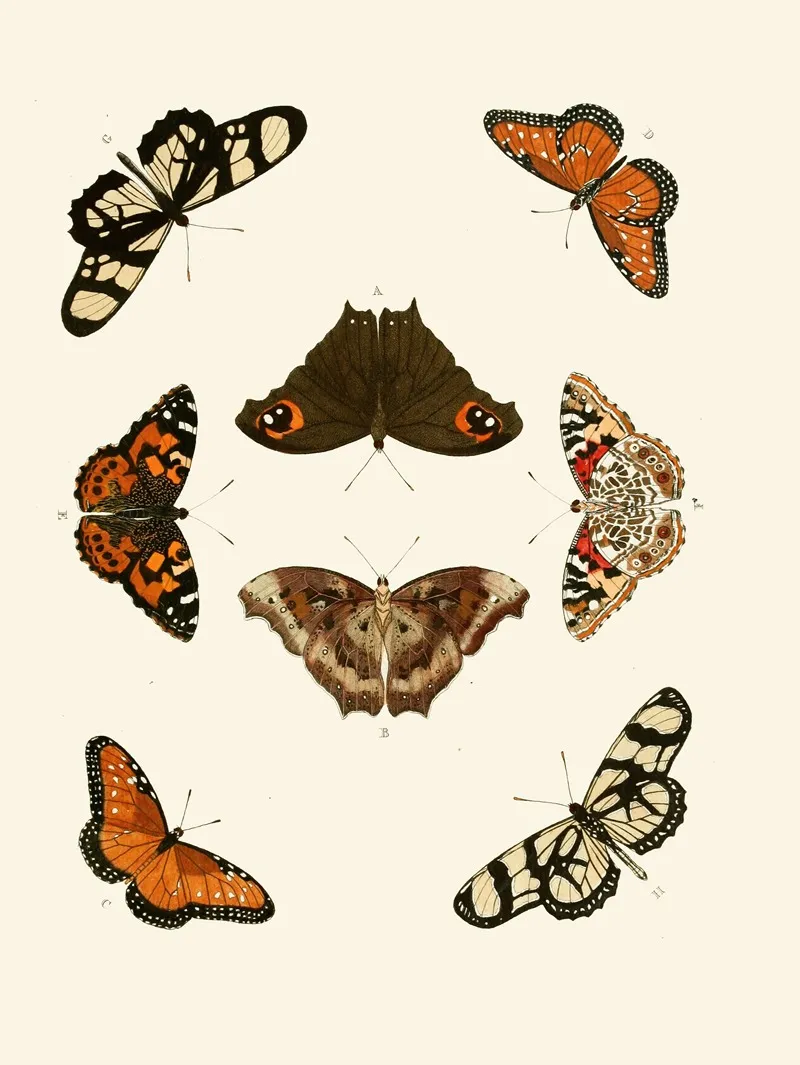 De Uitlandsche Kapellen Voorkomende In De Drie Waereld Deelen Asia Africa En America Pl26 Wall Art by Pieter Cramer - High-Resolution Digital Print