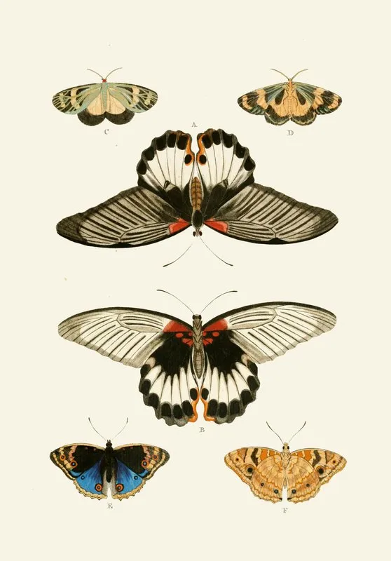 De Uitlandsche Kapellen Voorkomende In De Drie Waereld Deelen Asia Africa En America Pl32 Wall Art by Pieter Cramer - High-Resolution Digital Print