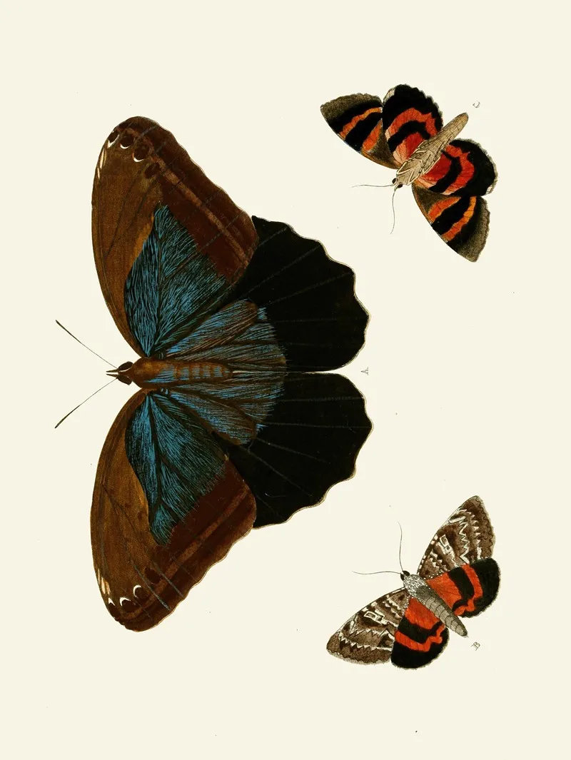 De Uitlandsche Kapellen Voorkomende In De Drie Waereld Deelen Asia Africa En America Pl33 Wall Art by Pieter Cramer - High-Resolution Digital Print