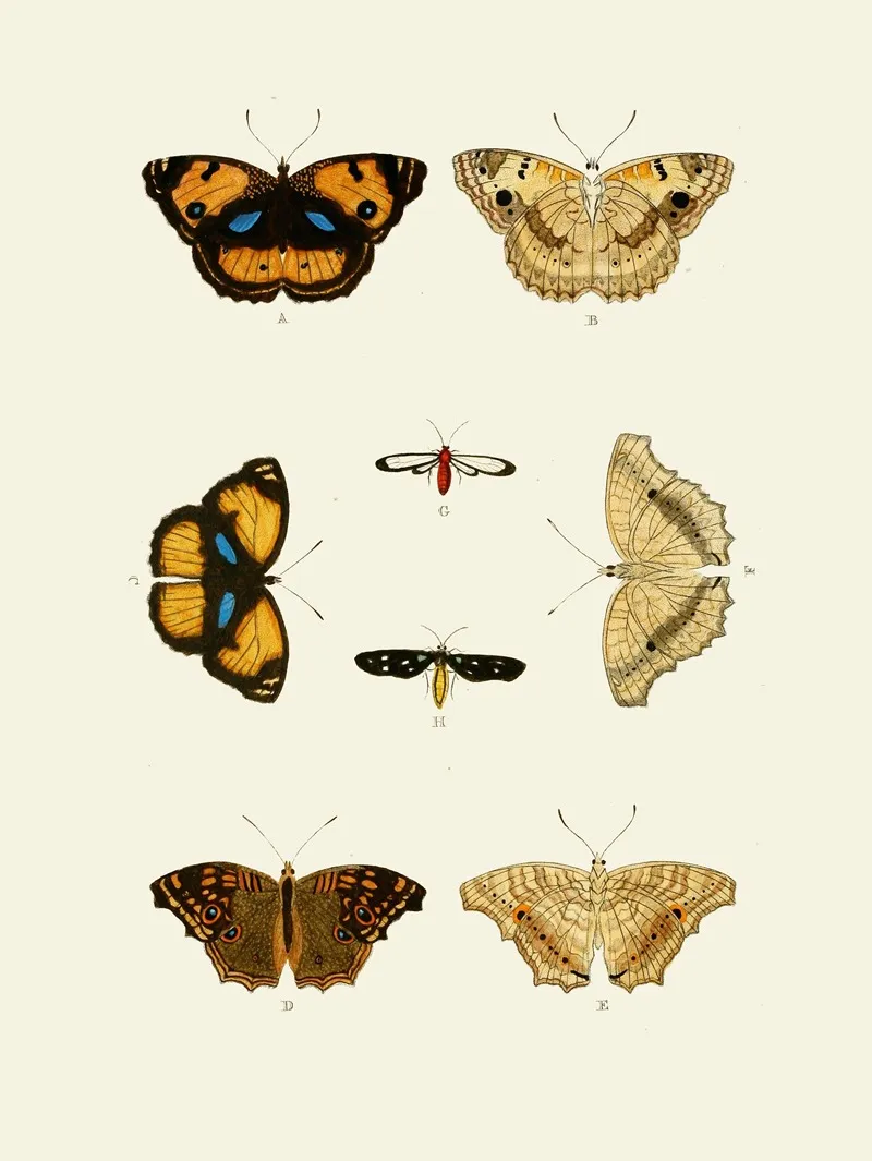 De Uitlandsche Kapellen Voorkomende In De Drie Waereld Deelen Asia Africa En America Pl35 Wall Art by Pieter Cramer - High-Resolution Digital Print
