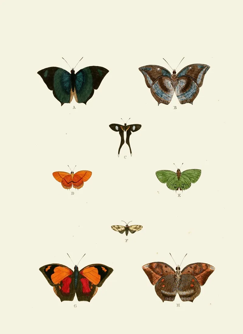 De Uitlandsche Kapellen Voorkomende In De Drie Waereld Deelen Asia Africa En America Pl48 Wall Art by Pieter Cramer - High-Resolution Digital Print