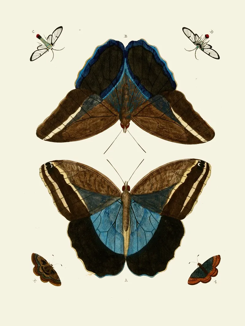De Uitlandsche Kapellen Voorkomende In De Drie Waereld Deelen Asia Africa En America Pl52 Wall Art by Pieter Cramer - High-Resolution Digital Print