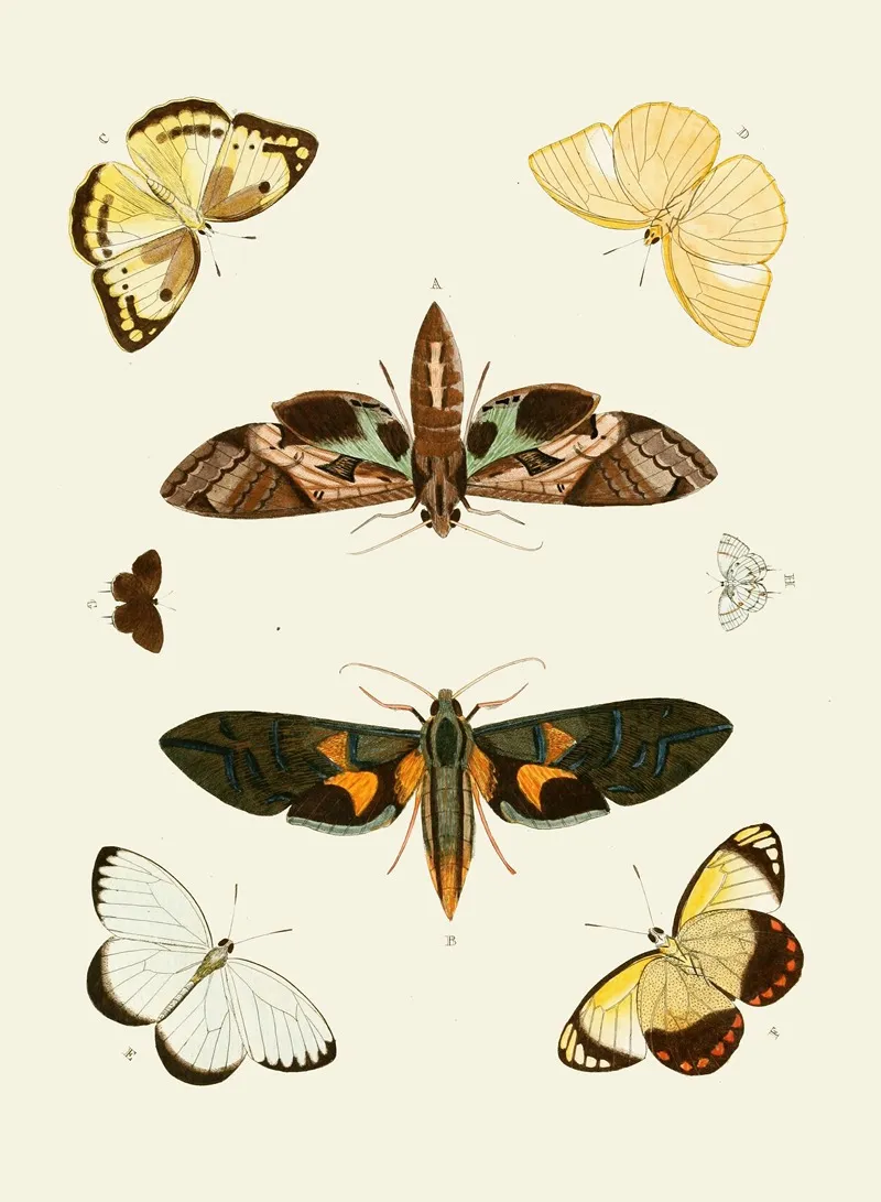 De Uitlandsche Kapellen Voorkomende In De Drie Waereld Deelen Asia Africa En America Pl55 Wall Art by Pieter Cramer - High-Resolution Digital Print