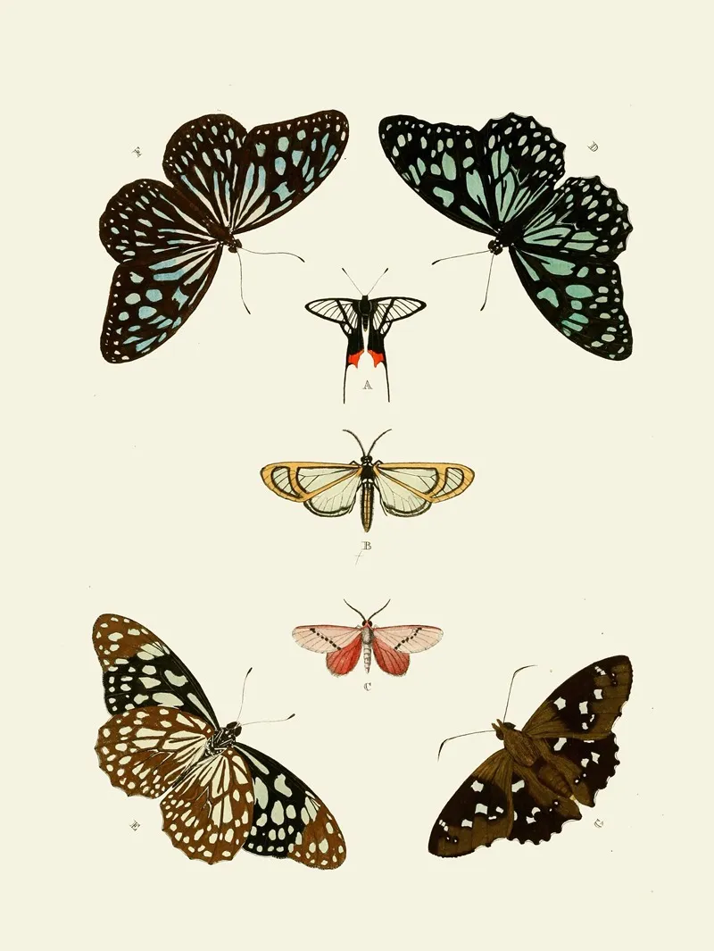 De Uitlandsche Kapellen Voorkomende In De Drie Waereld Deelen Asia Africa En America Pl59 Wall Art by Pieter Cramer - High-Resolution Digital Print