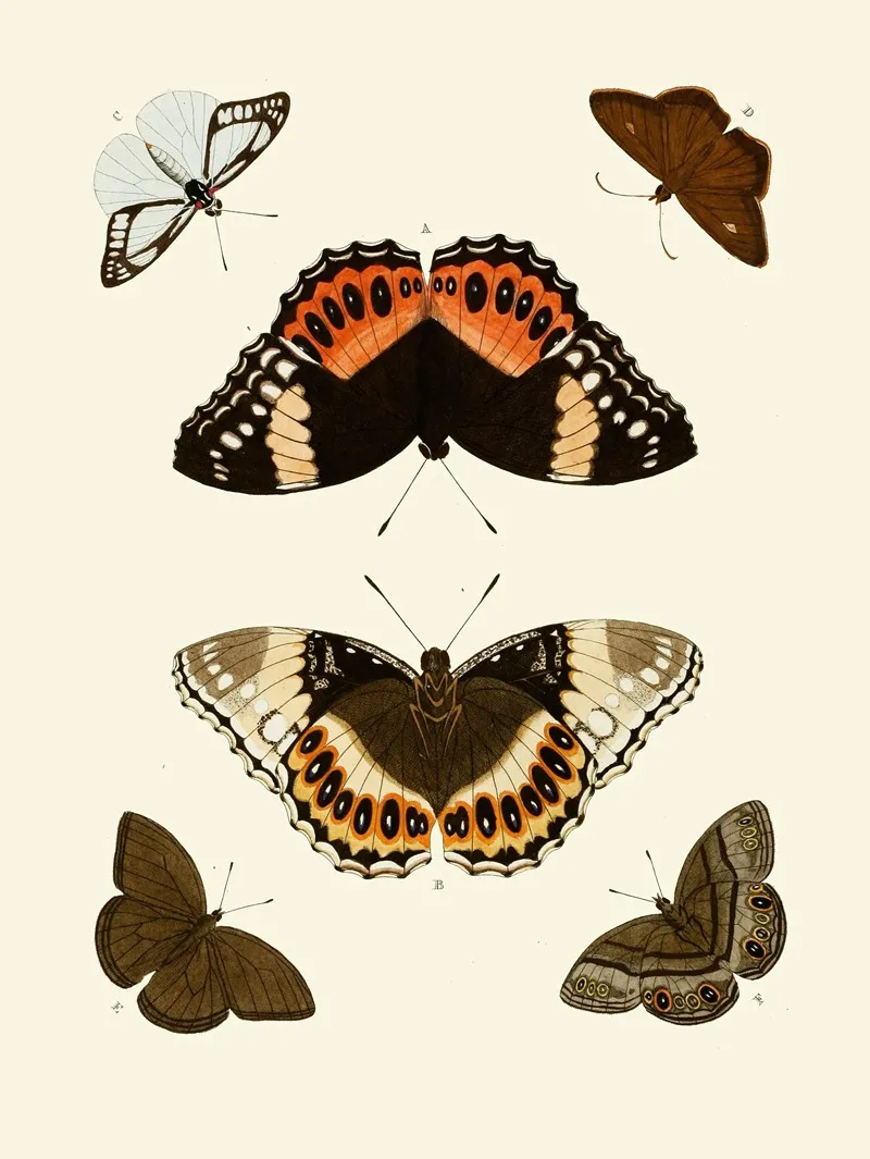 De Uitlandsche Kapellen Voorkomende In De Drie Waereld Deelen Asia Africa En America Pl60 Wall Art by Pieter Cramer - High-Resolution Digital Print
