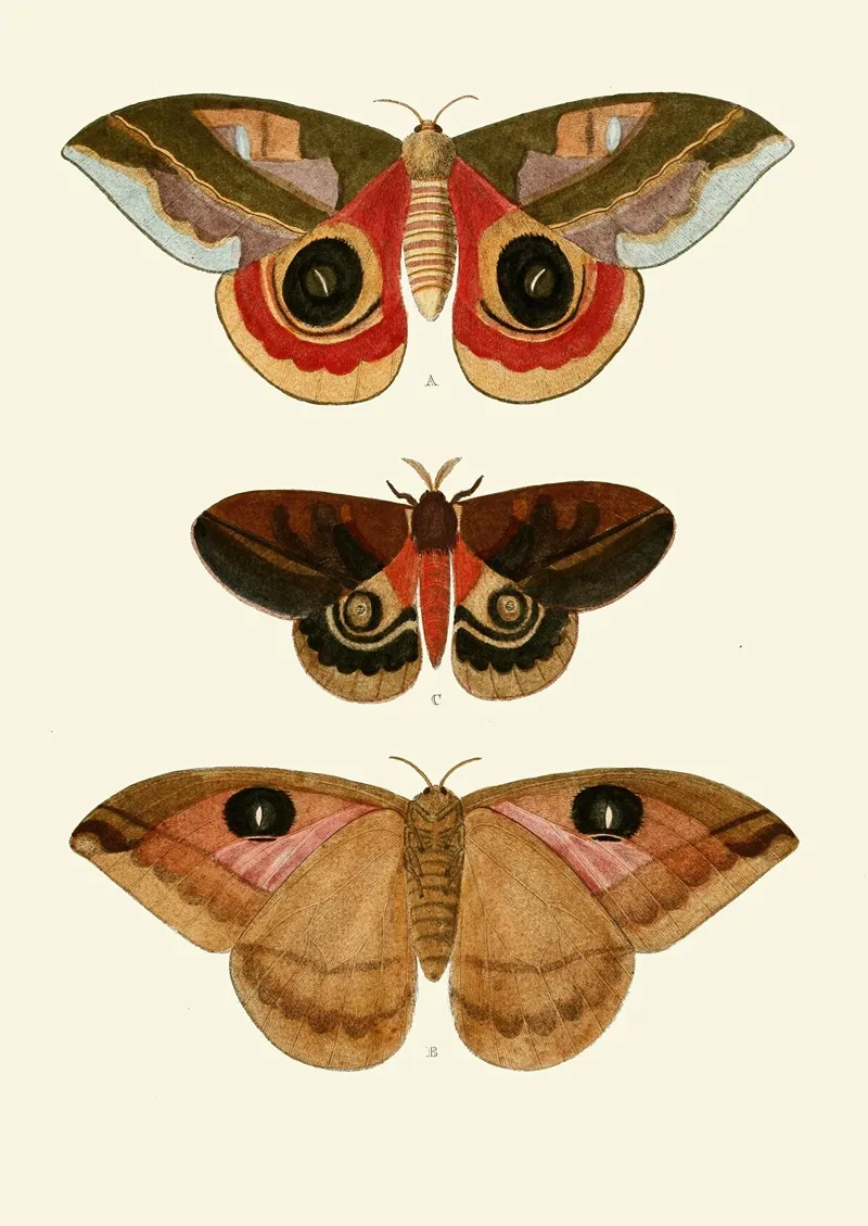 De Uitlandsche Kapellen Voorkomende In De Drie Waereld Deelen Asia Africa En America Pl64 Wall Art by Pieter Cramer - High-Resolution Digital Print